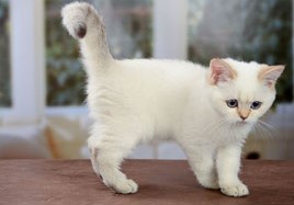 Затушеванный Колор-пойнт Окрас Британских Кошек: фото, стандарт окраса. Фото затушеванный поинт британских котят, кошек, котов. Серебристый и золотой затушеванный колор-пойнт британец: стандарт окраса. 
